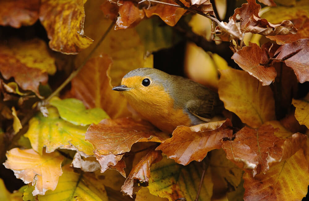 Robin looking out of a hedge with orange leaves during Autumn