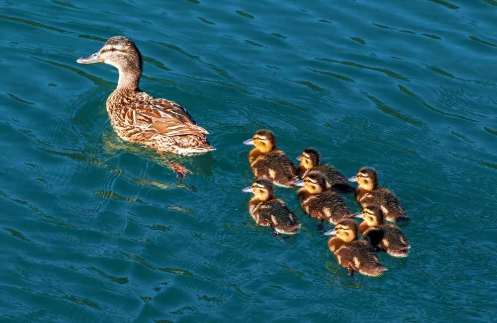 Een familie eenden op het water