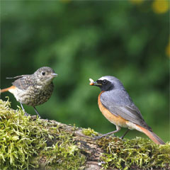 Blackcap