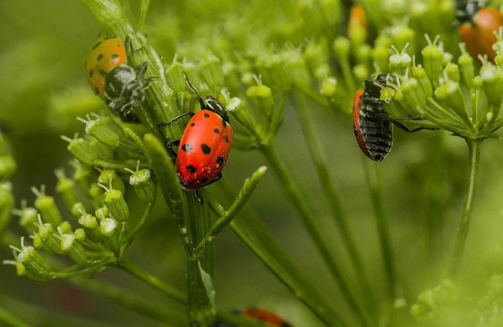 Lieveheersbeestjes, waardevolle helpers in onze tuin